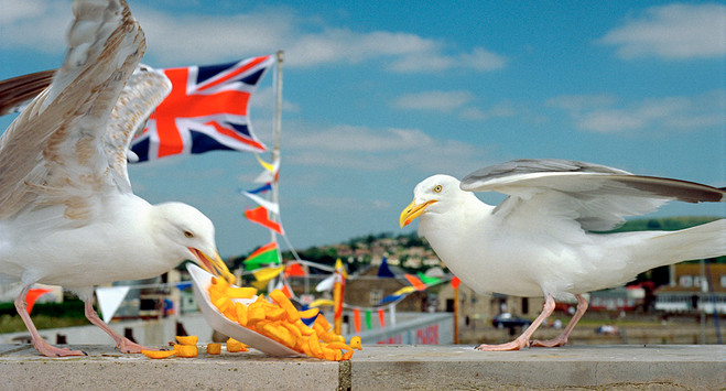 Martin Parr
