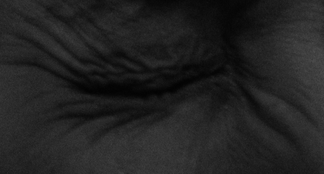 La Bête, un conte moderne de Yasmina Benabderrahmane - Le BAL