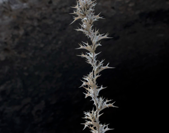 Camille Pradon -  lilia ben salah Gallery