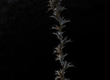 Camille Pradon -  lilia ben salah Gallery