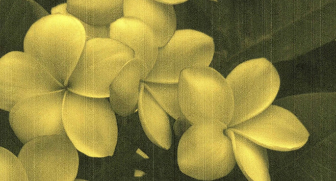 Bloomy - Les  Bains-Douches d'Alençon