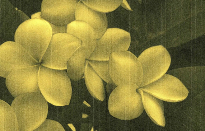 Bloomy - Les  Bains-Douches d'Alençon