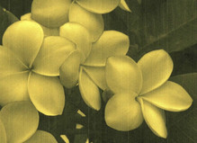 Bloomy - Les  Bains-Douches d'Alençon