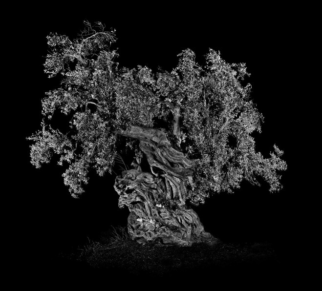 Antoine Schneck - Studio Harcourt