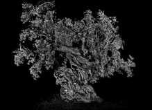 Antoine Schneck - Studio Harcourt