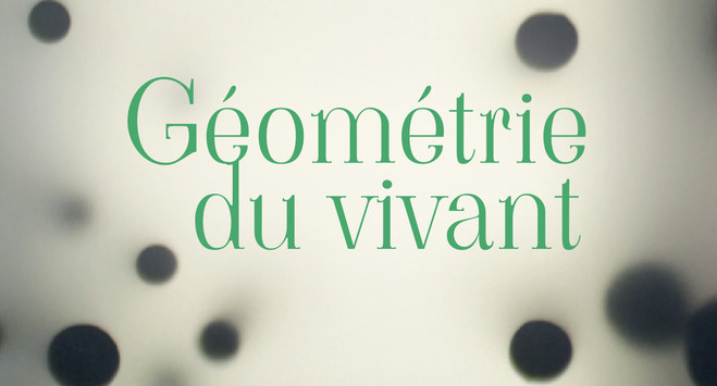 Géométrie du vivant - Topographie de l’art