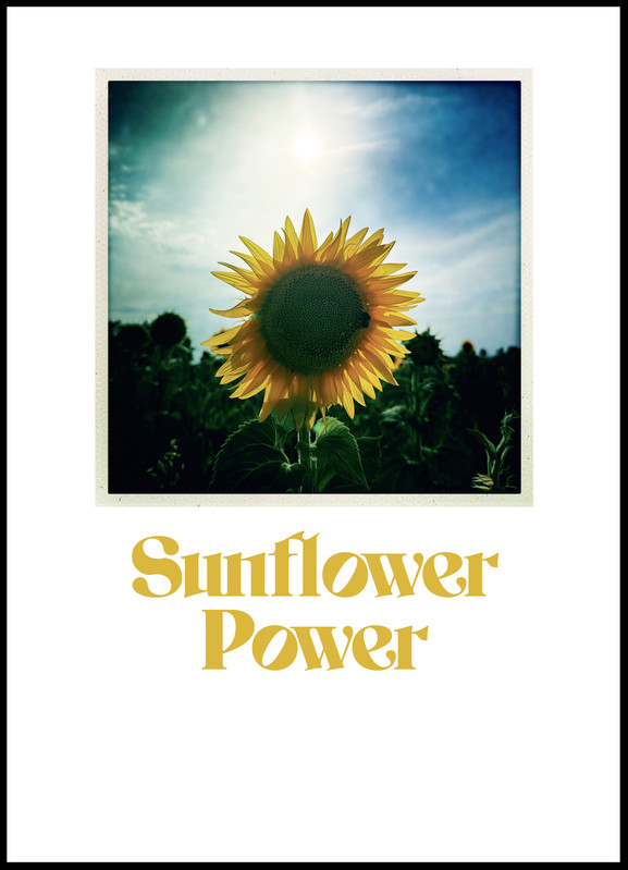 Sunflower Power - Topographie de l’art